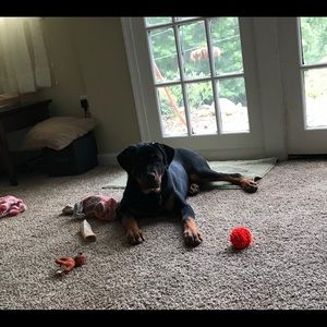 Meet your Posher, Anthony